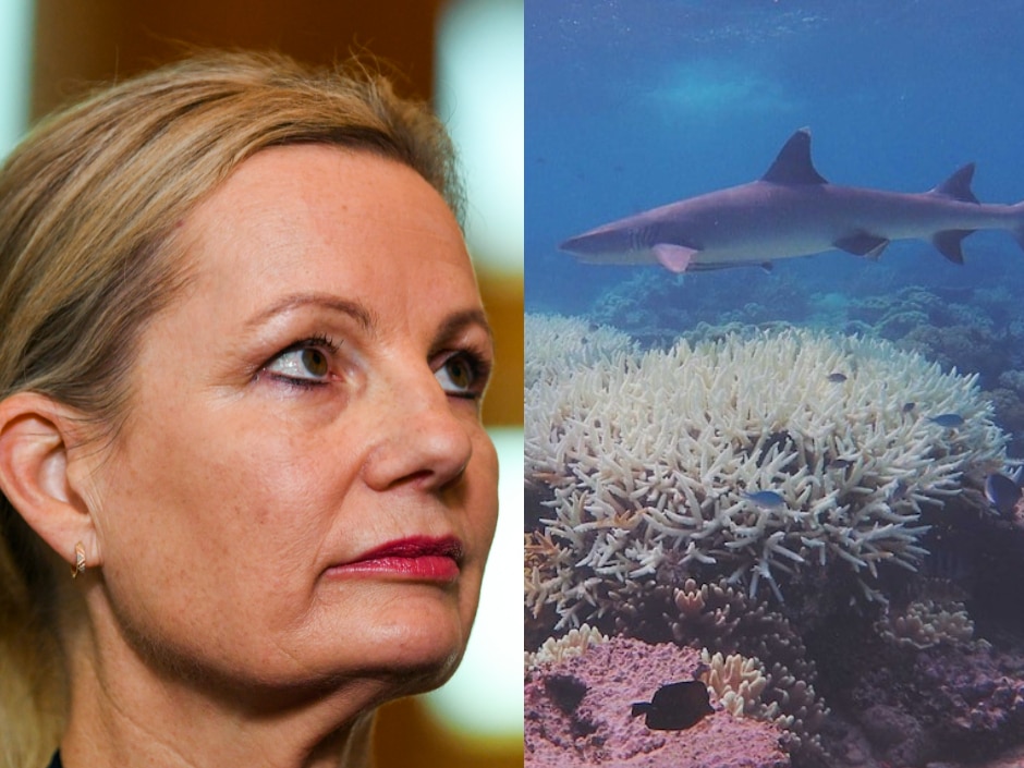 Sussan Ley and shark